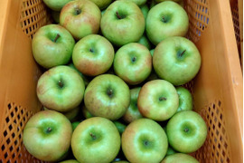 すぐ発送！希少品種　グラニースミス箱込10.5キロ　家庭用訳あり　農薬半減栽培で安心安全！