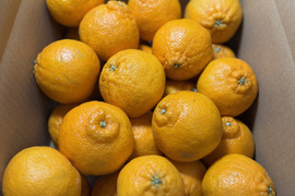 【有田みかん】果汁たっぷり！不知火デコ【また旅みかん】