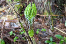 【予約開始】秋田県産天然コシアブラ150グラム