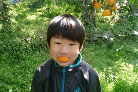 まもなく！【果汁たっぷり】完熟 清見オレンジ 家庭用5kg｜愛媛 西宇和産 訳あり サイズ混合