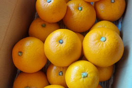 由良の木成りはっさく～家庭用