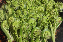 岩手県産　天然こごみ　山菜　(画像200g)