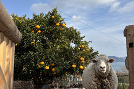 甘夏✴︎瀬戸内から農薬、化学肥料不使用✴︎（お徳用4.5kg）