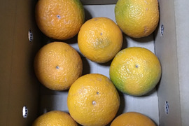 お試しスイートスプリング２キロ