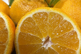 【高級柑橘】果汁たっぷり！樹上完熟【不知火】5ｋｇ程度