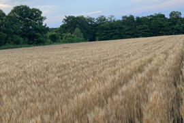 【北海道十勝産　自然乾燥全粒粉♡】数量限定！
昔ながらの天日乾燥は超希少！
小麦粉ゆめちから（強力粉）　１ｋｇ

手作りパンやスィーツ、パスタ等にオススメ♡