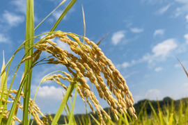 【令和４年産 新米１０ kg 】本当においしいお米食べた事ありますか？(熊本県特産 森のくまさん)遂に！販売開始！※玄米でも発送可能です！
