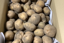 【在庫処分】栽培期間中農薬不使用・自然栽培　キタアカリ　10㎏170個程度