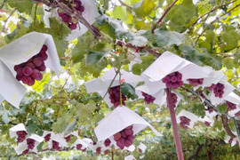 ご家庭用クイーンニーナ約1.5キロ　種なし　房形不揃い（4〜5房）　中粒程度で多少の傷ありも混ざる可能性有　※食味風味には変わりありません