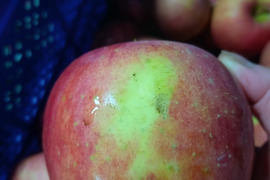 山形高畠産葉取らずふじりんご🍎😋色薄いりんご🍎でも甘いです。ふじりんご5キロ箱バラ詰め😊加工用