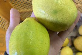 【国産レモン】】見た目もびっくり、果汁たっぷり　りのかレモン3キロ