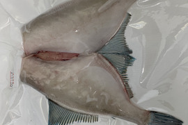 【玄界灘産】【肝たっぷり】【天然】お刺身鮮度の旨はぎ2匹セット×2パック