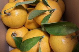 農薬・化学肥料不使用・夏みかん(箱込み5kg）収穫⇒即発送 キリっとした味です！