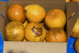 【今が旬】今が旬、人気の訳ありの幻の柑橘　淡路島なるとオレンジ3kg数量限定