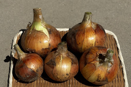 🉐ｾｯﾄ【自然栽培】特大玉ねぎ5kg＋じゃがいも1kg