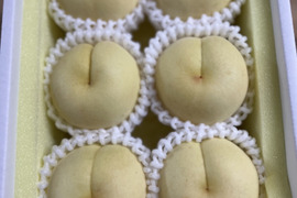 希少！ふゆももがたり（贈答約1.3キロ）5〜6玉