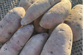 【ねっとり甘い】熟成有機さつまいも 紅はるか 5kg（訳あり・家庭用／農薬不使用）