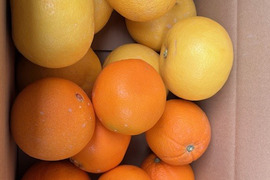 紅白（ネーブルVSオロブロンコ）約3㎏限定5セット