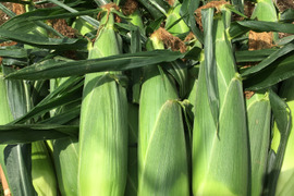 🌽【2025年 夏・予約限定販売】
花園ファーム直送！ドルチェドリーム LLサイズ 9本セット糖度15～16度！美しい二色の粒が特徴の希少とうもろこし