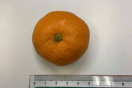 極小 訳あり みかん 寿太郎【 みかん 約4.5キロ箱込み】寿太郎(1月中～) 西浦みかん 訳あり 静岡産 蜜柑 果物 フルーツ 柑橘 果物 柑橘類 お土産 誕生日 お歳暮