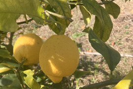 【柑橘王国愛媛県砥部町産　農薬、化学肥料、除草剤不使用レモン】3kg(ご家庭用)