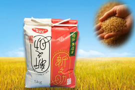 🎀至高の傑作✨お米ソムリエ監修🎯色彩選別済🌈2025年🎊令和7年新潟県四ヶ村産1等米新之助5kg玄米🌾【翌日発送 毎日便 対応】