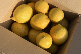 レモン【高知県産】（品種：リスボン）防腐剤・ワックス不使用　1.5kg〜1.7kg
