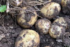 ほくほく新じゃがいも　10キロ