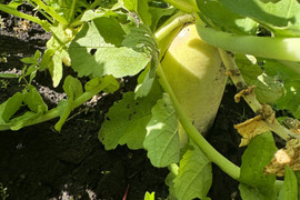 【定番福袋】農薬不使用　聖護院蕪と聖護院大根の福袋セットです。　　サービスで採れたての野菜もお入れしてお送りいたします。季節の野菜たち楽しんでいただけたら嬉しいです。予約スタートです。