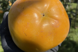 【熨斗対応】シャキシャキ食感、糖度18度越えの激甘柿、太秋柿！（贈答用・3kg）