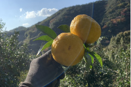 癒しの香り♪約1ｋｇ、本柚子（ゆず）、少し傷あり、サイズ混合