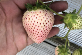 白イチゴ（230g✖️2）