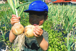 3kg【固定種の訳あり玉ねぎ】と紫芋農薬不使用🧅野菜　自然の甘味！