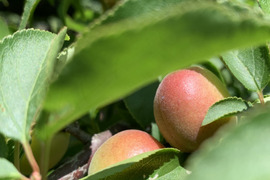 鳥取県産　小梅　5kg 送料無料 imgrc0113353982.jpg