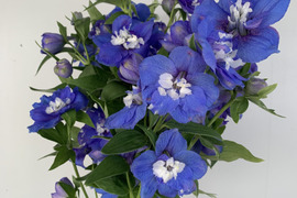 青系デルフィニウム(エラータム系)12本入り