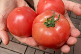 ［冷蔵便］(青めのトマト)トマト嫌いも食べやすい？！島原産大玉トマト(4キロ)