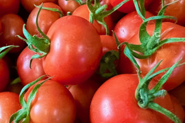 宮城県石巻産フルティカ★ミディトマト1kg