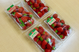 【規格外】お得に味の食べ比べ！いちご3品種4Pセット♪200g×4P