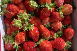 お買い得♪ジャム用いちご（ゆうべに）2kg