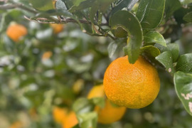 鹿児島・枕崎の太陽育ち【ポンカン】５㎏