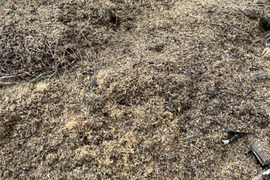 春の訪れ！ウド(200〜300g)新聞紙で包んでお届け。