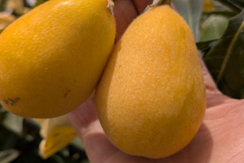 びわ(なつたより)２L～大玉３Ｌ 約 １Kg