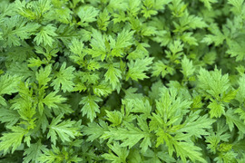 柔らか新芽、香り良い美味しい蓬（ヨモギ）600グラム以上！採れたての季節の野菜もサービスでお入れしてお送りいたします
