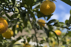 黄金柑（ゴールデンオレンジ）