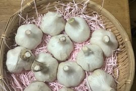 子どもの野菜　栽培期間中農薬不使用・自然栽培新ニンニク,.福地ホワイトＭサイズ　500グラム12個程度