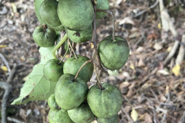天然　サルナシ　京都産　１キロ