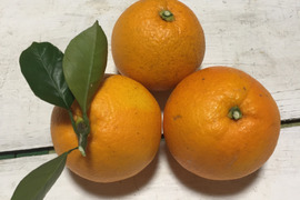 農薬不使用　ネーブルオレンジ2kg