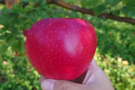 【家庭用】シナノホッペ 約1.8kg（5-12玉) 長野生まれの希少な小玉りんご 11月上旬頃発送開始予定 #NAH0B018