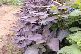 赤紫蘇 茎付きの葉15本以上 赤しそ 赤じそ（約25cm）農薬除草剤等不使用🏣ゆうパック◆グラム数は実際のグラムではないので本数でお選びください◆※常温発送