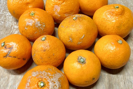 樹上完熟
「興津早生　家庭用傷あり」 5キロ
  大、中、小サイズ混合